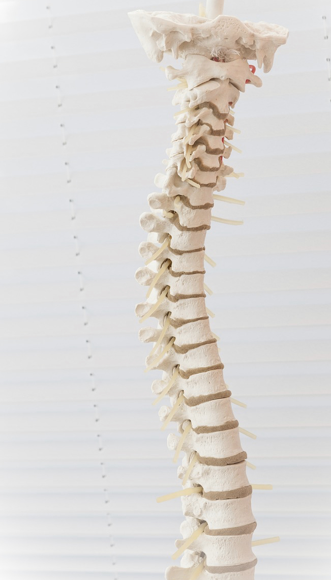 Spine,back bone pain
